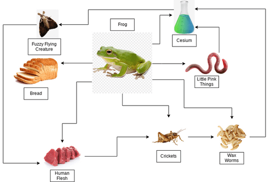 What is the Frog Food Chain?  
